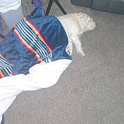 Sugarbear joined the competition — help win amazing prizes! dog, blanket, carpet, living_room, furniture, trash_bin, table, leather_couch, sleeping, indoor, cozy, white_dog, striped_blanket, resting, pet, home, relaxation, floor, quiet, domestic