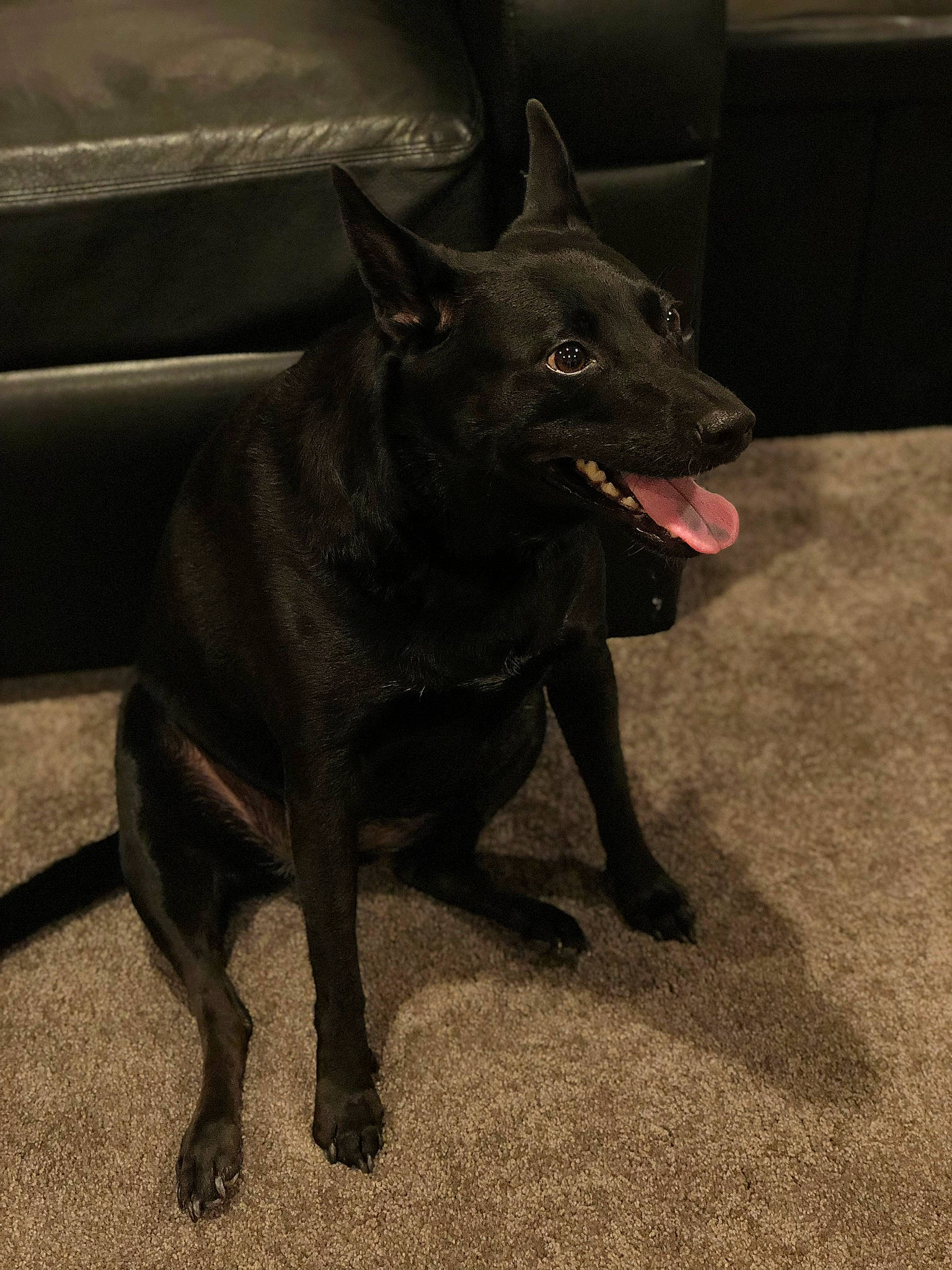 Poochie is registered to the contest to win money with this photo: australian_kelpie, canidae, carnivore, dog, dog_breed, formosan_mountain_dog, kai_ken, mammal, rare_breed_dog, schipperke, snout, sporting_group, vertebrate