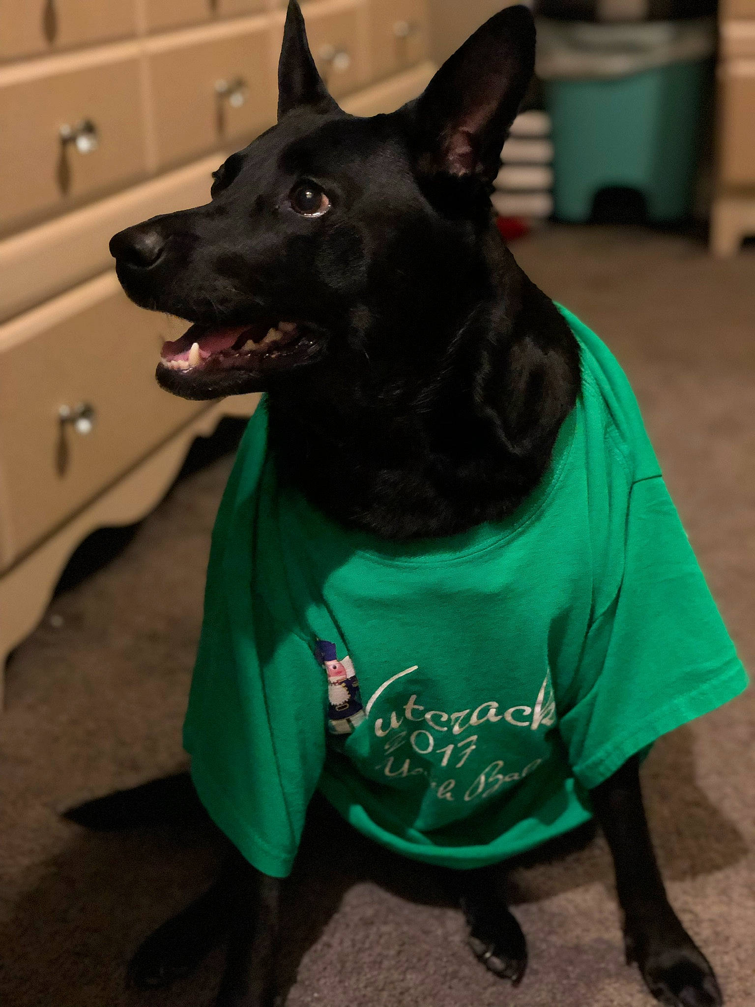 Poochie joined the competition — help win amazing prizes! australian_kelpie, canidae, carnivore, dog, dog_breed, dog_clothes, formosan_mountain_dog, mammal, rare_breed_dog, schipperke