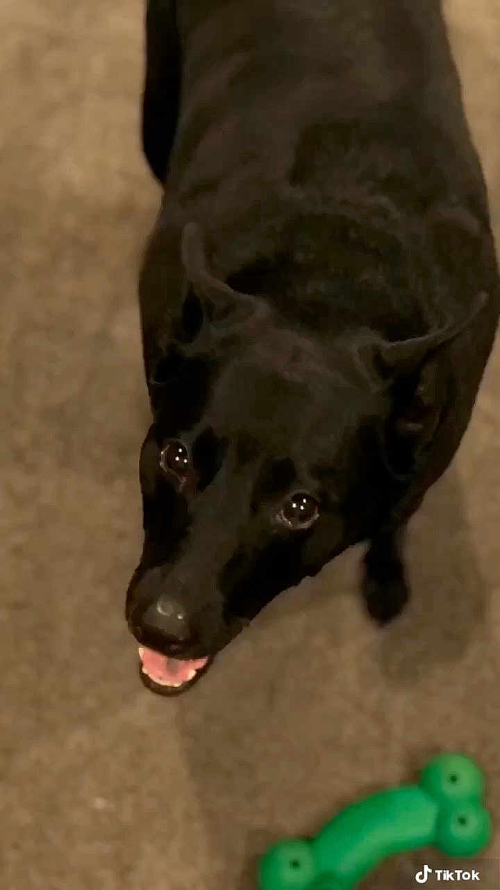 Poochie