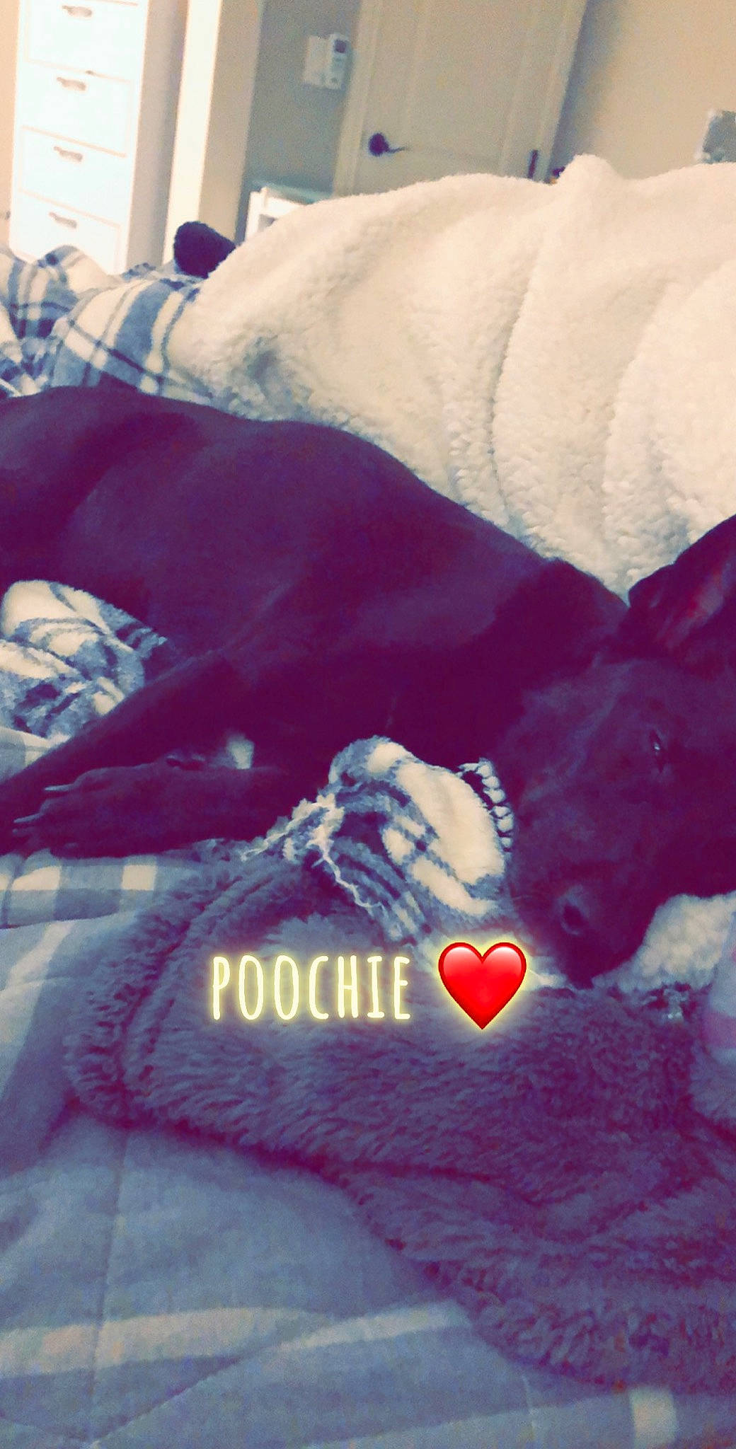 Poochie joined the competition — help win amazing prizes! bed_sheet, love, magenta, red, room, textile