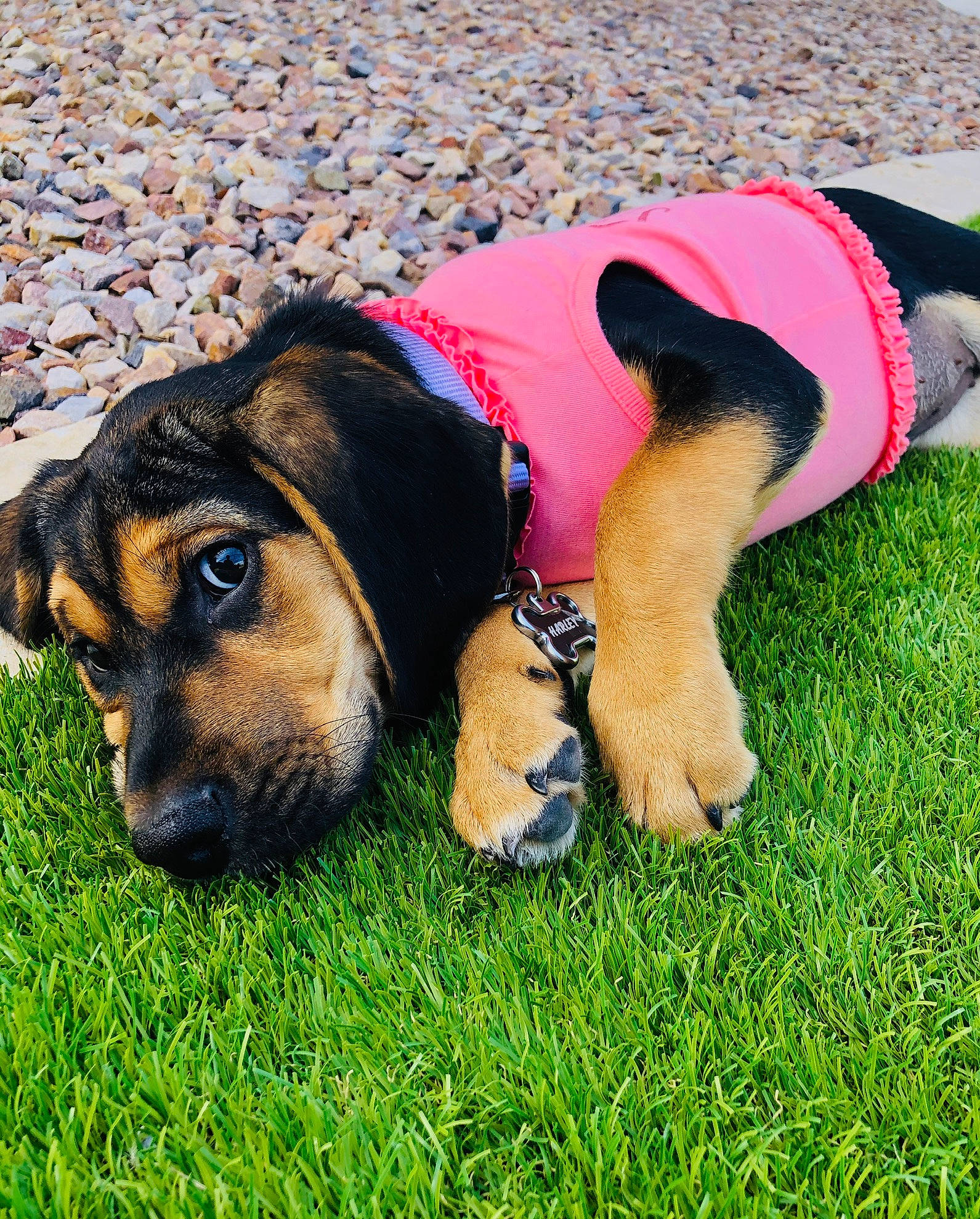 Harley joined the competition — help win amazing prizes! canidae, carnivore, companion_dog, dog, dog_breed, fawn, grass, mammal, paw, plant, puppy, snout, vertebrate