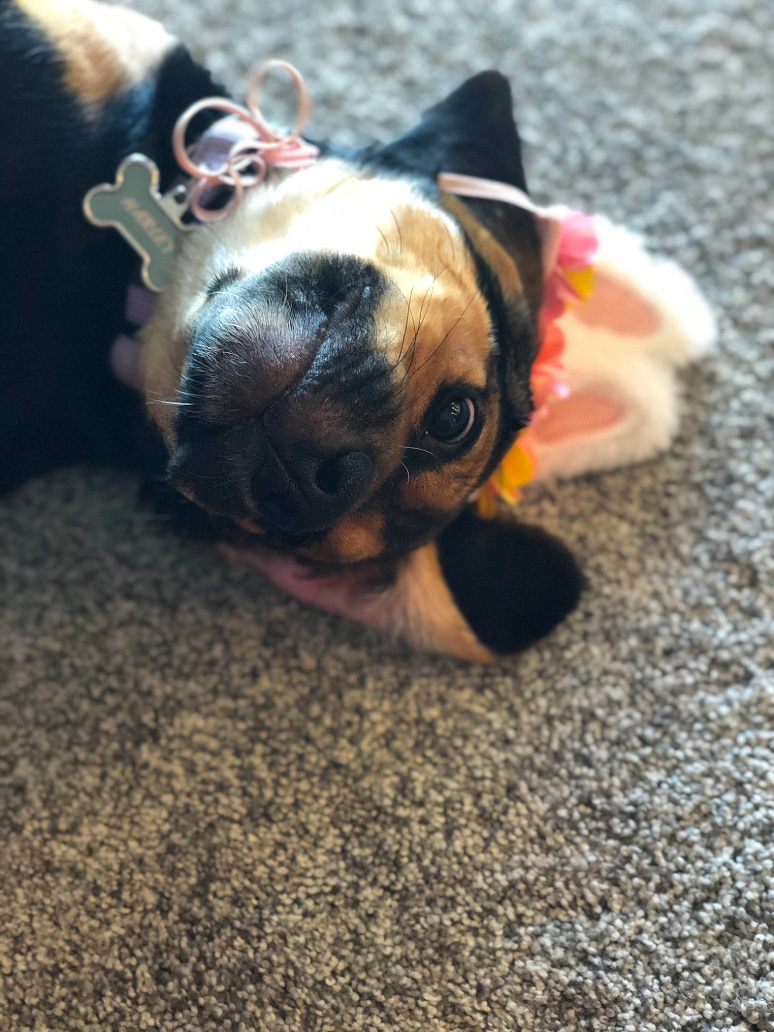 Harley is registered to the contest to win money with this photo: boston_terrier, bulldog, canidae, carnivore, companion_dog, dog, dog_breed, ear, eye, fawn, french_bulldog, non_sporting_group, nose, old_english_bulldog, olde_english_bulldogge, paw, puppy, puppy_love, snout, toy_bulldog