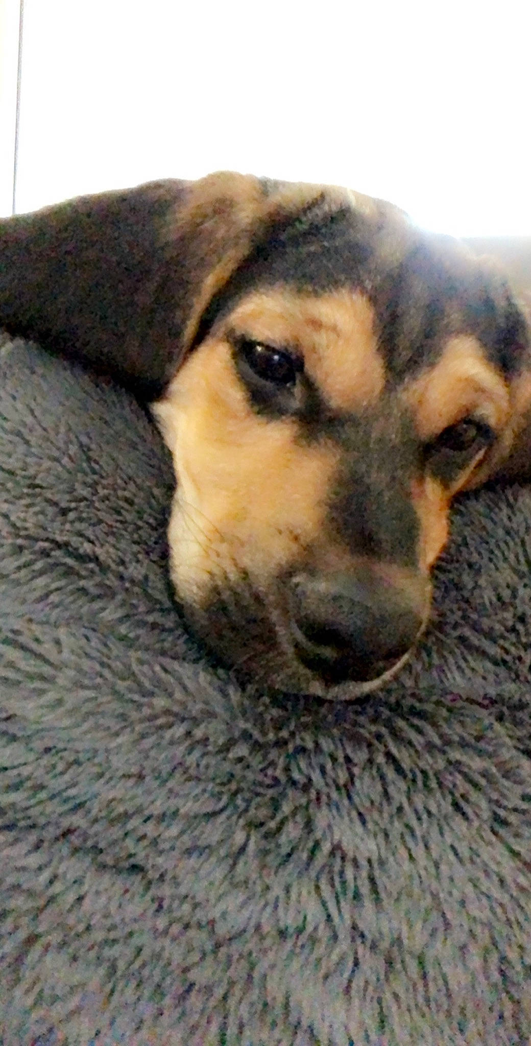 Harley joined the competition — help win amazing prizes! canidae, carnivore, companion_dog, dog, dog_breed, fawn, fur, mammal, mountain_cur, nose, snout, street_dog, vertebrate, whiskers