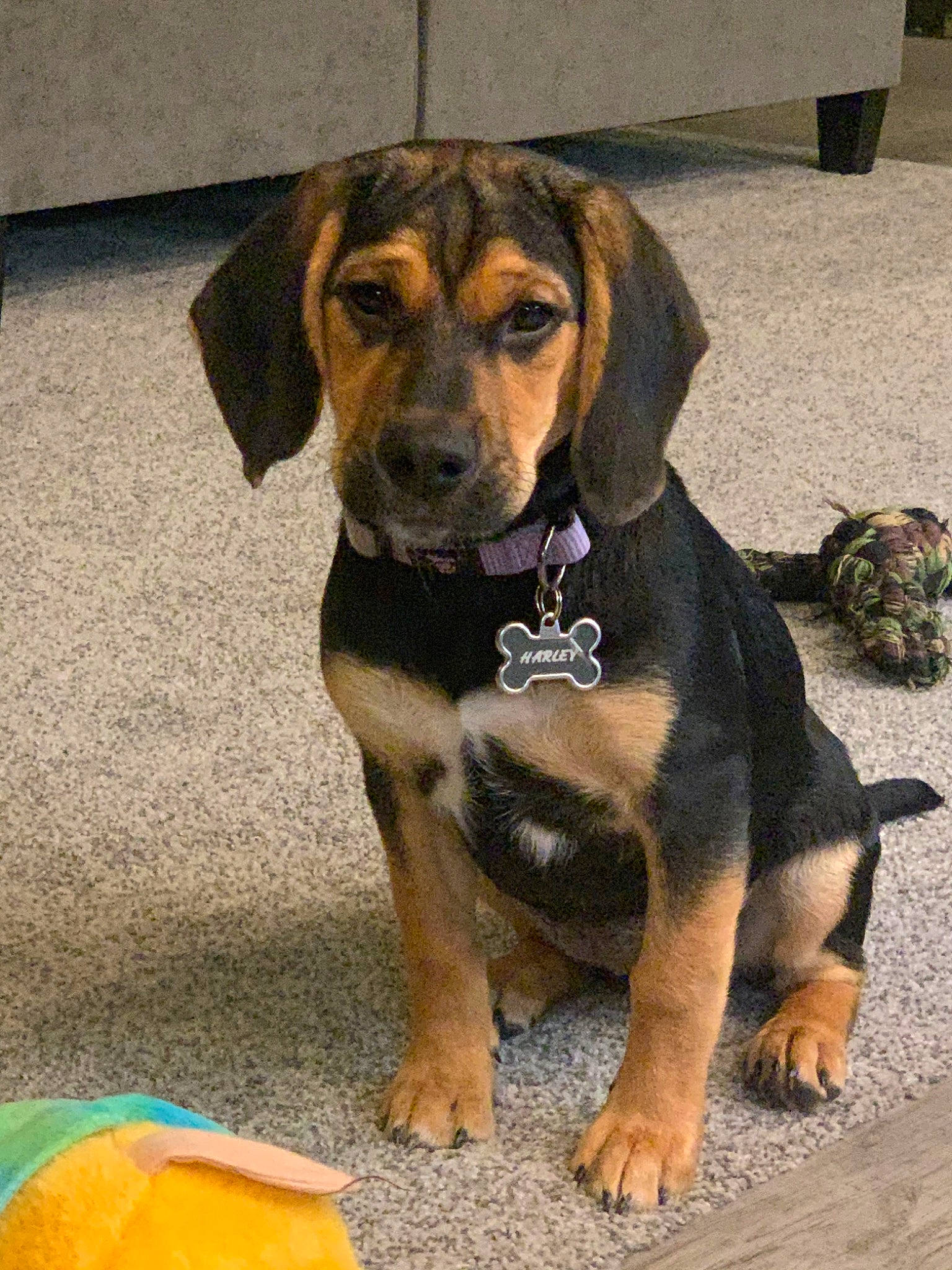 Harley is registered to the contest to win money with this photo: bavarian_mountain_hound, beagador, canidae, carnivore, companion_dog, dog, dog_breed, fawn, hound, mammal, polish_hound, puppy, rare_breed_dog, sporting_group, tyrolean_hound, vertebrate