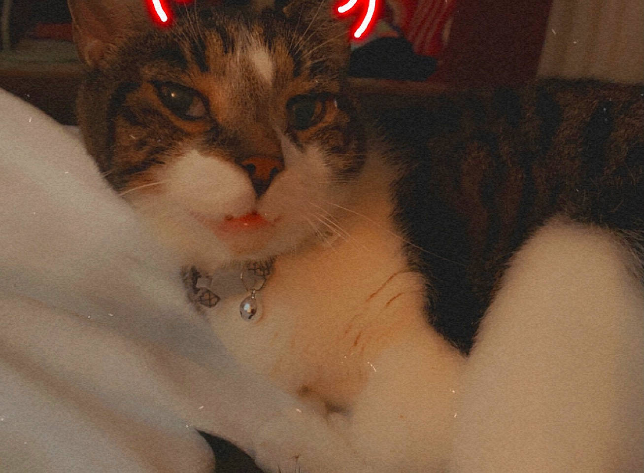 Jingles is registered to the contest to win money with this photo: abdomen, bed, carnivore, cat, chest, comfort, domestic_short_haired_cat, ear, eyelash, fawn, felidae, flesh, fur, head, paw, plant, small_to_medium_sized_cats, snout, tree, whiskers