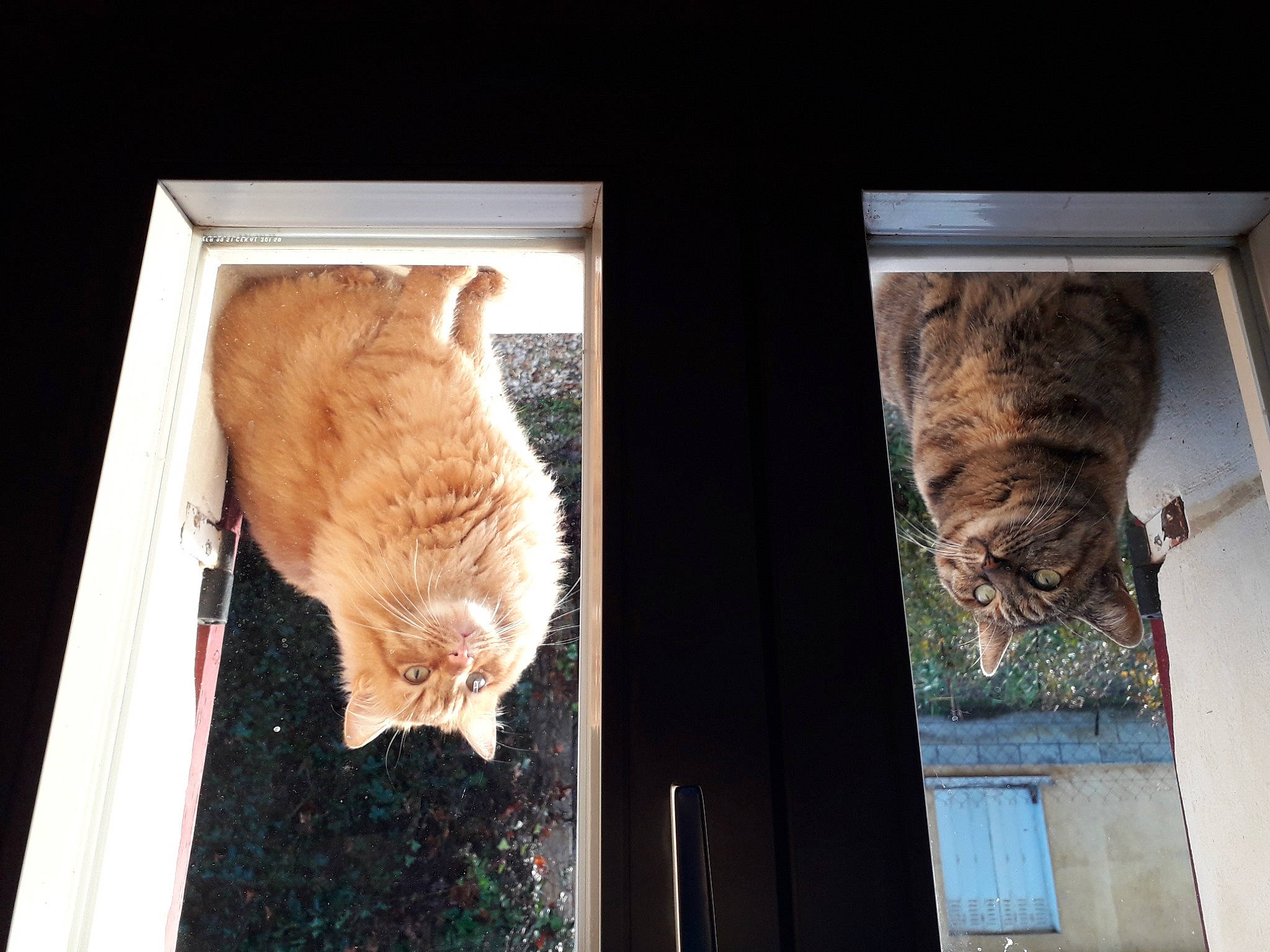 Tigrou participe au concours pour gagner de l'argent avec cette photo : brown, carnivore, cat, domestic_short_haired_cat, fawn, felidae, fur, mammal, room, small_to_medium_sized_cats, snout, sporting_group, tail, trunk, vertebrate, visual_arts, whiskers, wildlife, window, wood