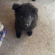 Prince joined the competition — help win amazing prizes! puppy, dog, black_dog, carpet, indoor, pet, cute, fluffy, floor, curious, animal, sitting, young_dog, home, furniture, chair, looking_up, domestic_animal, ears, small_dog