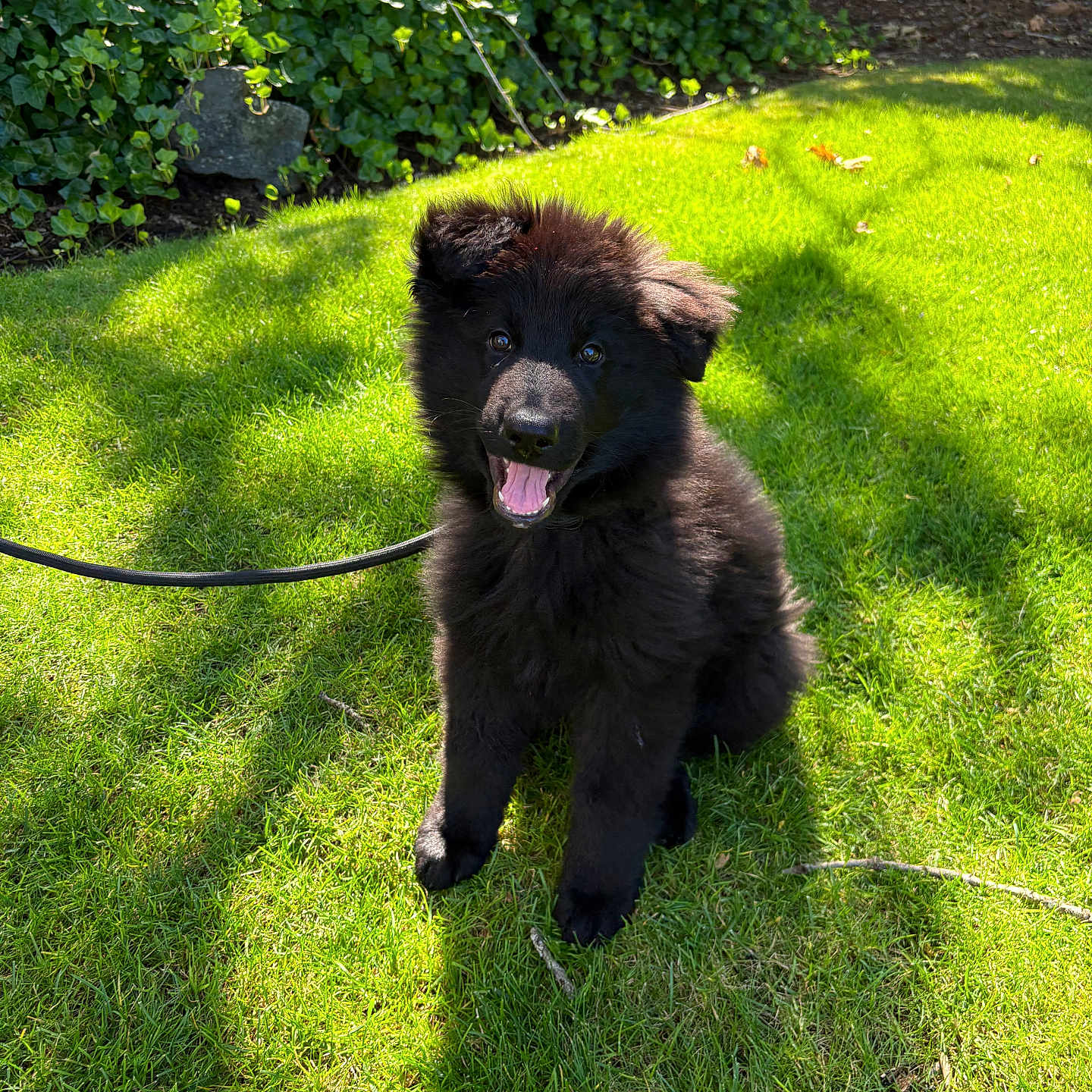 Prince joined the competition — help win amazing prizes! animal, black_dog, cute, dog, fur, garden, grass, greenery, happy, lawn, leash, nature, outdoor, pet, playful, puppy, shadow, smiling, sunlight, young_dog