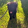 Prince joined the competition — help win amazing prizes! puppy, dog, black_fur, grass, leash, outdoor, sunlight, shadow, happy, tongue_out, pet, animal, young_dog, nature, playful, cute, mammal, canine, walking, summer