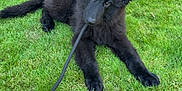 Prince is registered to the contest to win money with this photo: dog, puppy, black_fur, grass, leash, outdoor, playful, pet, young_dog, ears, lawn, greenery, curious, animal, canine, resting, garden_bed, house_siding, fur, nature