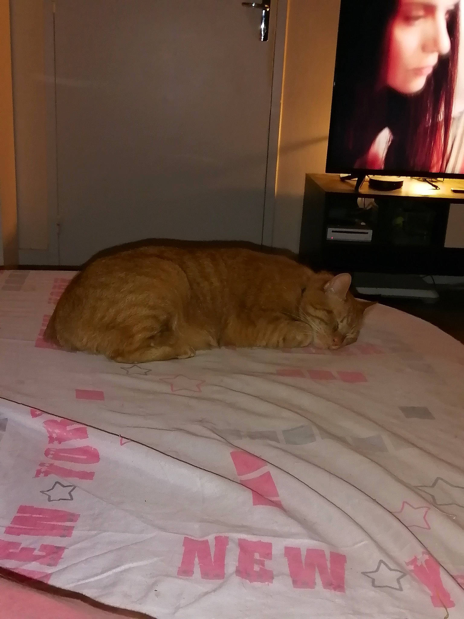 Mascotte participe au concours pour gagner de l'argent avec cette photo : bedroom, cable_television, carnivore, cat, comfort, companion_dog, dog_breed, fawn, felidae, floor, flooring, hardwood, home_appliance, linens, small_to_medium_sized_cats, tail, television, television_set, whiskers, wood