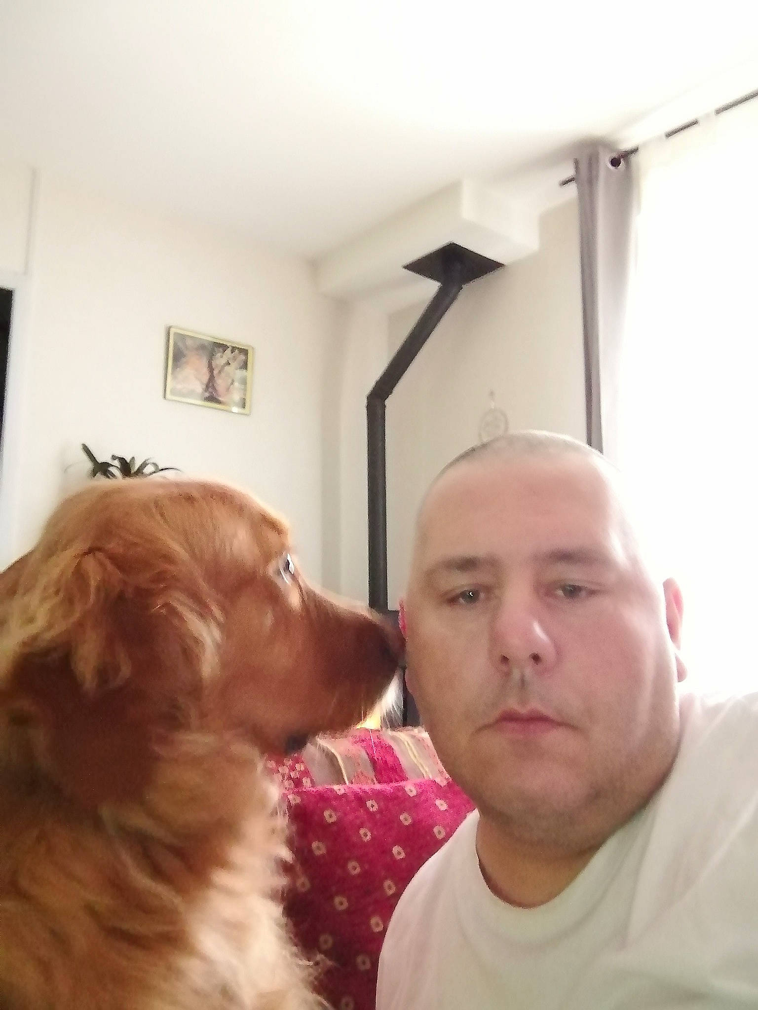 Mascotte a rejoint le concours — aidez-le/la à gagner de superbes lots ! canidae, carnivore, comfort, companion_dog, dog, dog_breed, ear, facial_hair, fawn, fun, gesture, jaw, liver, picture_frame, retriever, selfie, snout, spaniel, sporting_group, whiskers