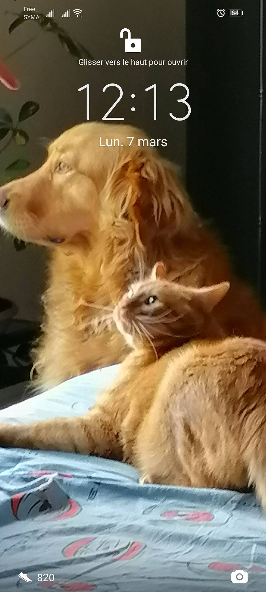 Mascotte a rejoint le concours — aidez-le/la à gagner de superbes lots ! carnivore, cat, comfort, companion_dog, dog, fawn, felidae, font, fur, gesture, happy, liver, paw, photo_caption, small_to_medium_sized_cats, snout, tail, terrestrial_animal, whiskers, wildlife