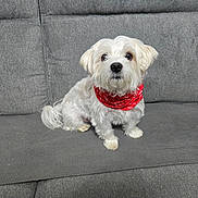 Percy participe au concours pour gagner de l'argent avec cette photo : animal, bandana, canine, companion, couch, cute, dog, domestic_animal, friendly, fur, fur_texture, gray_couch, household, indoor, looking, pet, red_bandana, sitting, small_dog, white_dog
