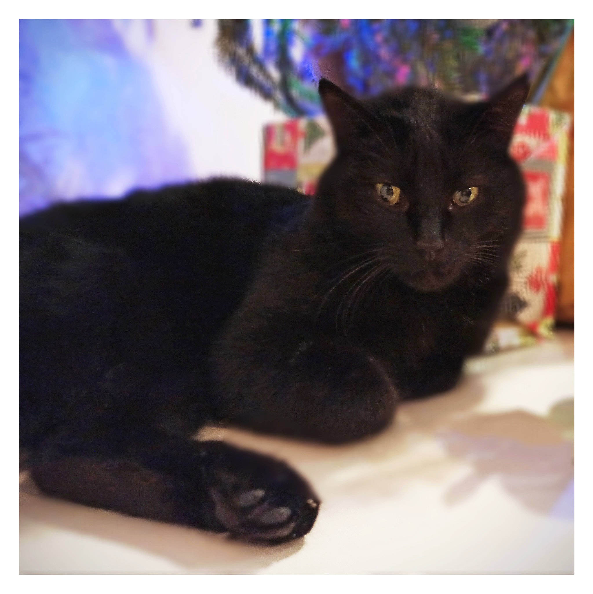 Loupi participe au concours pour gagner de l'argent avec cette photo : black, black_cat, bombay, carnivore, cat, comfort, domestic_short_haired_cat, felidae, fur, mammal, organism, small_to_medium_sized_cats, snout, terrestrial_animal, vertebrate, whiskers