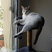 Caline a rejoint le concours — aidez-le/la à gagner de superbes lots ! animal, cat, cat_tree, cozy, curtain, feline, floor, gray, home, indoor, looking, pet, plant, potted_plant, relaxed, resting, stretching, sunlight, white, window