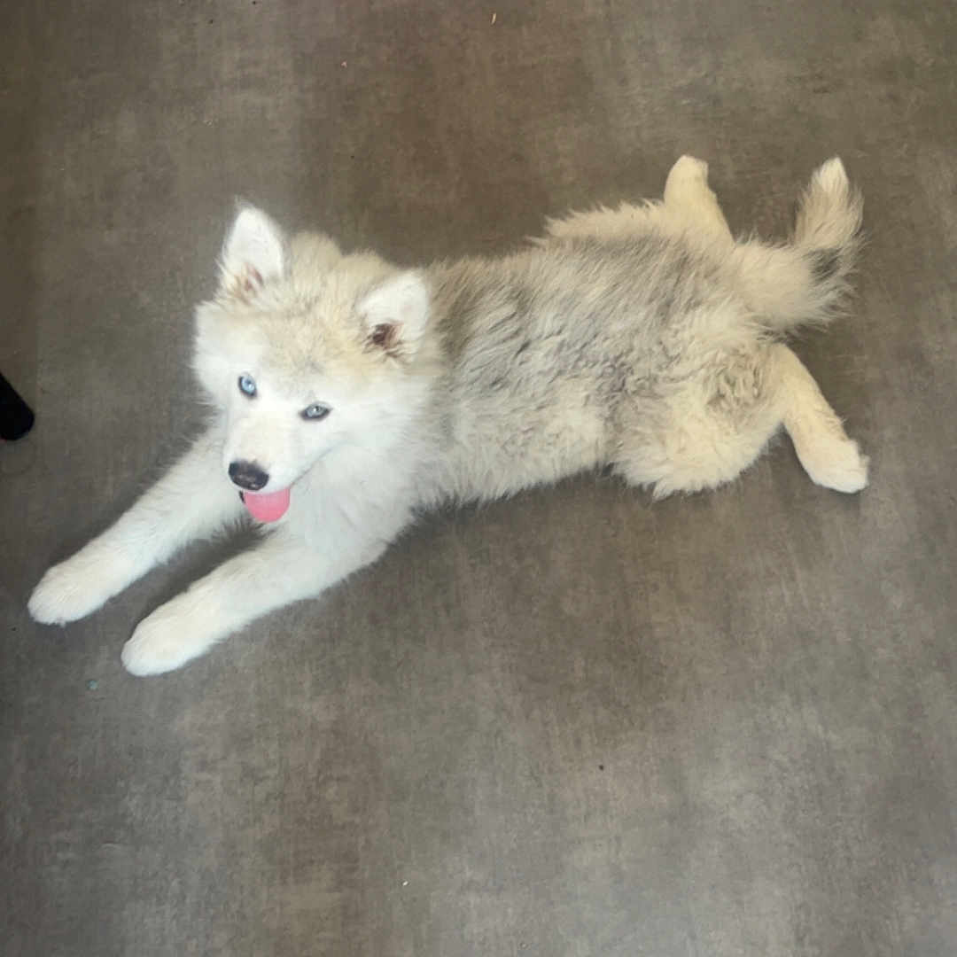 Baloo participe au concours pour gagner de l'argent avec cette photo : puppy, dog, indoor, floor, white, grey, blue_eyes, tongue_out, playful, pet, animal, fluffy, home, storage_box, toy_box, relaxed, lying_down, young_dog, canine, domestic