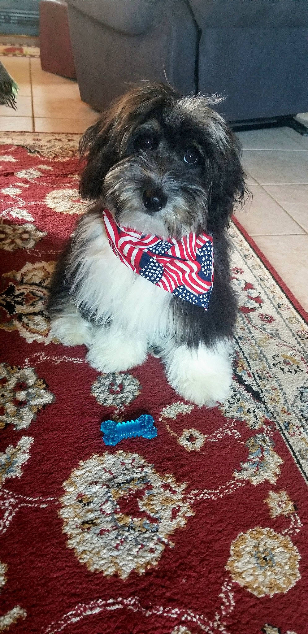 Tyler joined the competition — help win amazing prizes! biewer_terrier, canidae, carnivore, companion_dog, dog, dog_breed, dog_supply, firefighter, flooring, fur, liver, maltepoo, schnauzer, shih_poo, small_terrier, snout, sporting_group, terrier, toy_dog, working_animal