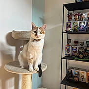 Yuka participe au concours pour gagner de l'argent avec cette photo : cat, calico_cat, cat_tree, indoor, shelf, figurines, funko_pop, toy, pet, animal, feline, curious, green_eyes, beige, brown, white, cute, looking_at_camera, home_decor, cozy