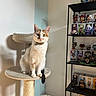 cat, calico_cat, cat_tree, indoor, shelf, figurines, funko_pop, toy, pet, animal, feline, curious, green_eyes, beige, brown, white, cute, looking_at_camera, home_decor, cozy