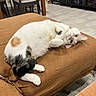 cat, feline, pet, indoor, cushion, brown, white, orange, black, fur, relaxed, lying_down, floor_tiles, chair, wooden_furniture, home, cozy, looking, cute, animal