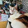 cat, calico_cat, pet, animal, feline, christmas_tree, holiday, ornaments, presents, gift_wrapping, decorations, indoor, cozy, blanket, fur, relaxed, closeup, green_eyes, collar, festive