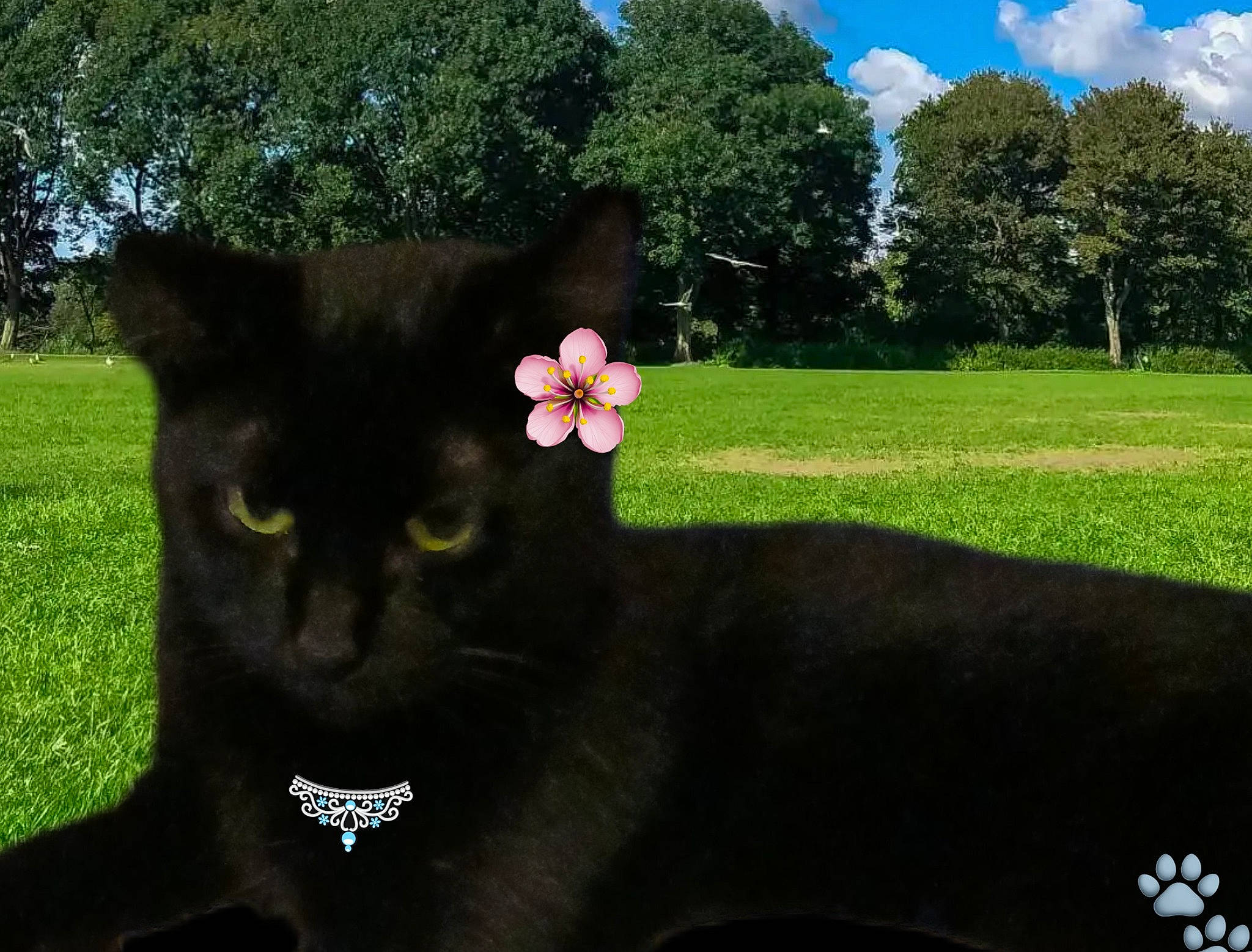 Sabrina joined the competition — help win amazing prizes! black_cat, bombay, carnivore, cat, cloud, eye, felidae, flower, grass, green, lawn, leaf, plant, shrub, sky, small_to_medium_sized_cats, snout, tail, tree, whiskers