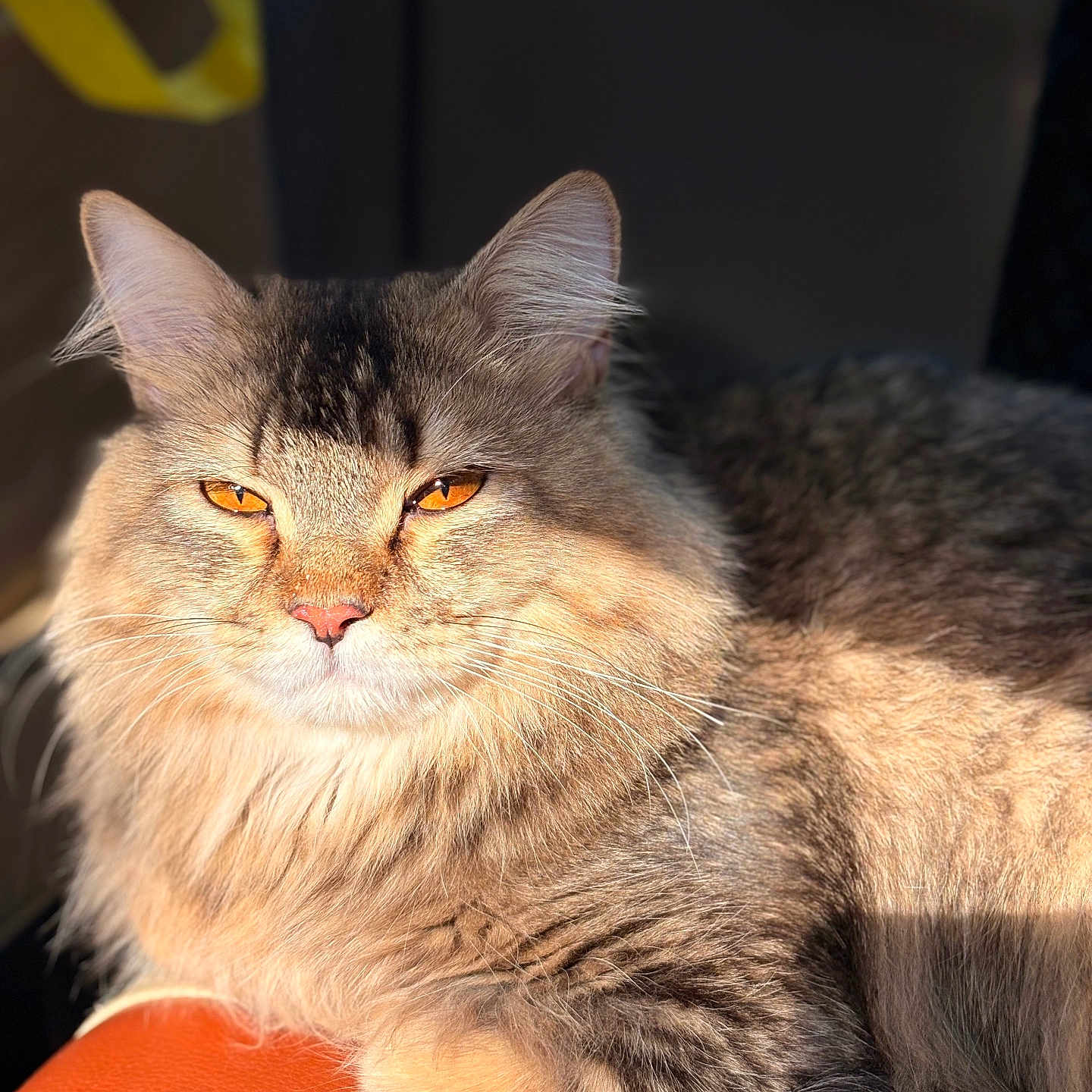 Yuki