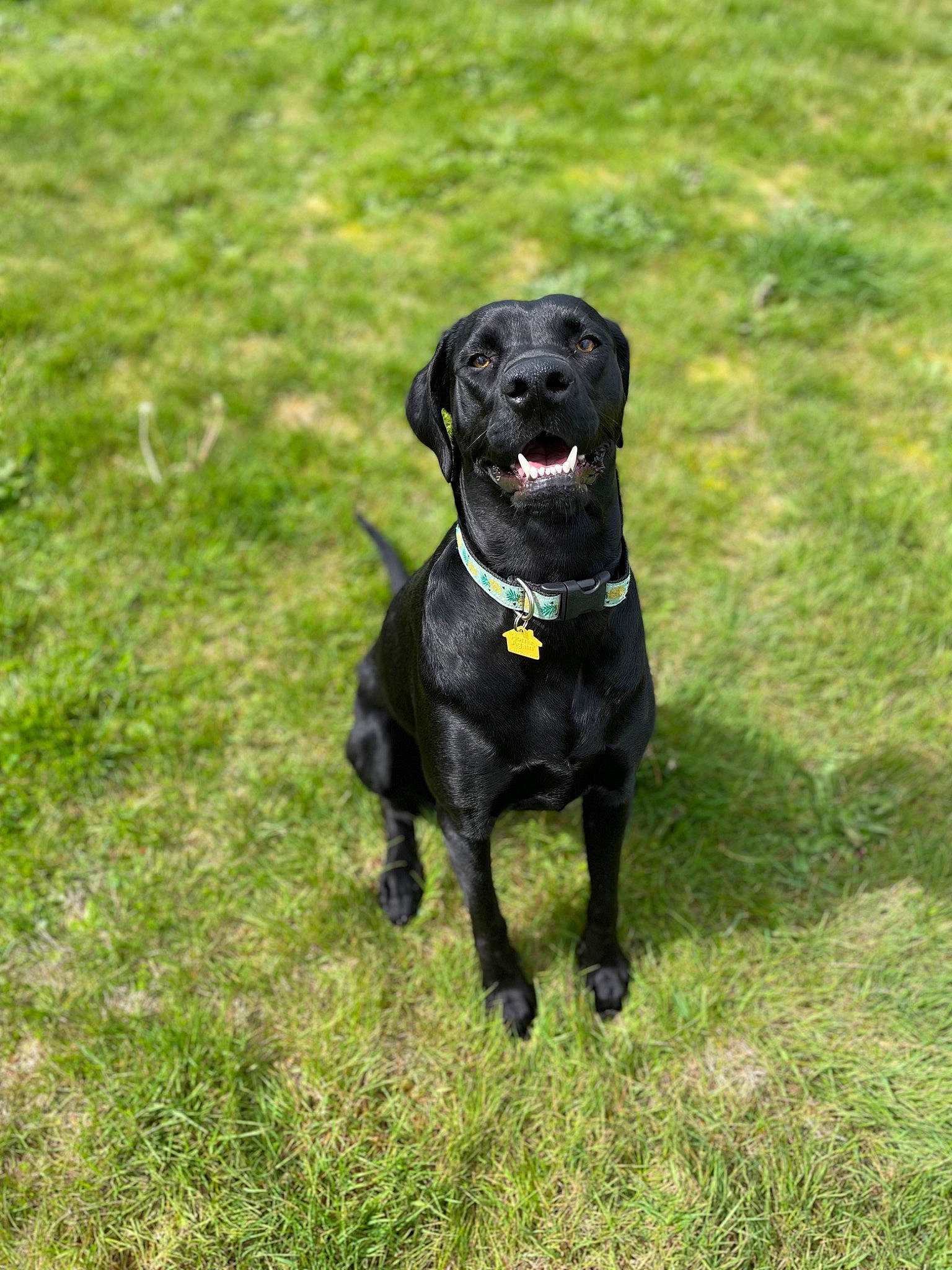 Willow is registered to the contest to win money with this photo: borador, canidae, carnivore, collar, companion_dog, dog, dog_breed, dog_collar, grass, guard_dog, gun_dog, hunting_dog, liver, pet_supply, plant, retriever, snout, sporting_group, tail, working_animal