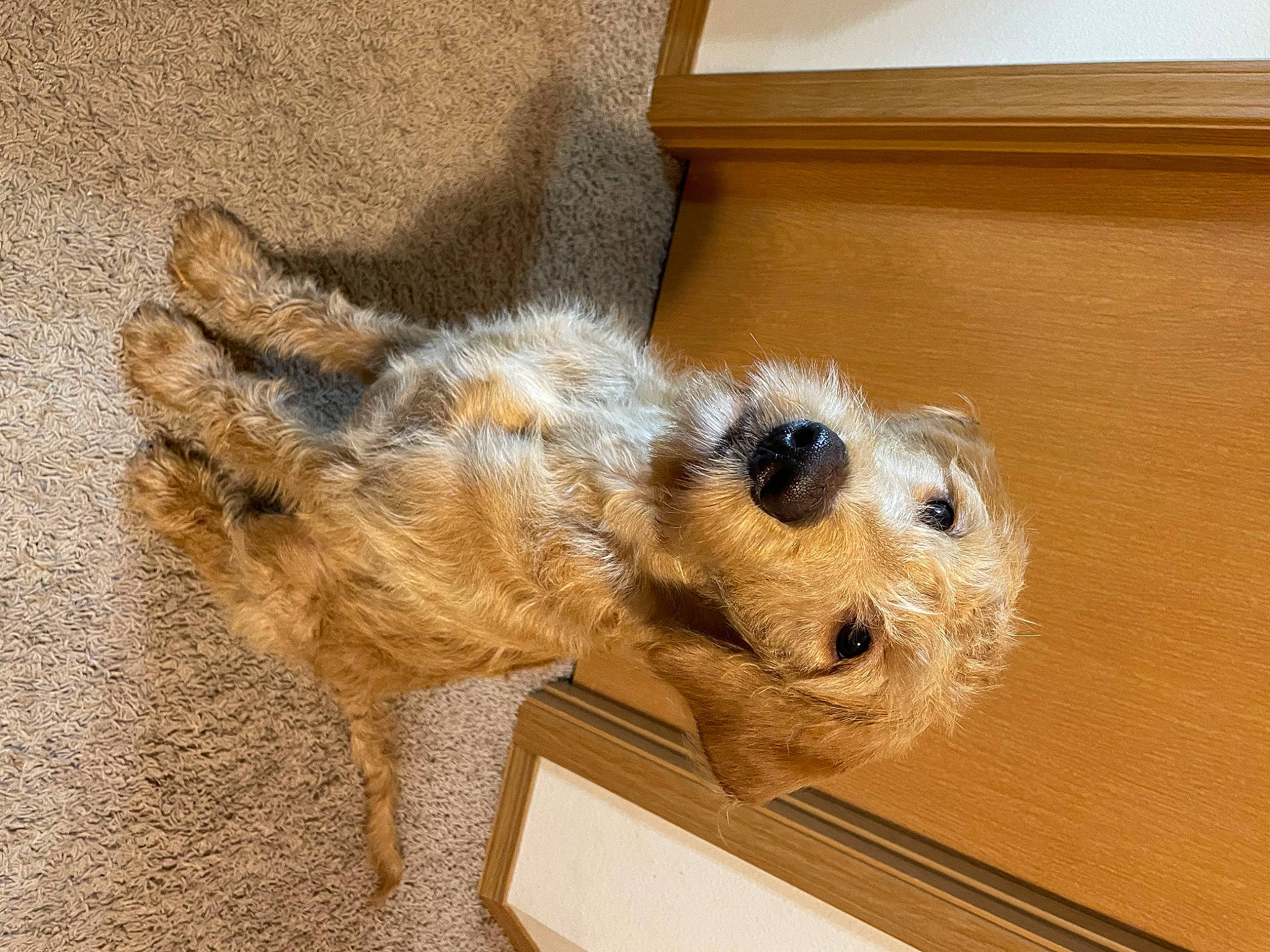 Koda joined the competition — help win amazing prizes! canidae, carnivore, companion_dog, dog, dog_breed, dog_supply, fawn, fur, paw, pet_supply, small_terrier, snout, sporting_group, stuffed_toy, terrestrial_animal, terrier, toy, wood, working_animal