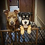 Raven Honeybears is registered to the contest to win money with this photo: animal, baby_gate, black_dog, brown_dog, carpet, curious, dog, ears, face, fence, floor, indoor, looking, metal_gate, pet, puppy, tan_markings, two_dogs, water_bowl, wooden_door