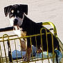 Raven Honeybears is registered to the contest to win money with this photo: animal, black_and_white, canine, concrete, curious, cute, daylight, dog, ears, four_legs, looking, outdoor, pet, pet_in_cart, puppy, shopping_cart, sitting, snout, yellow_cart, young_dog