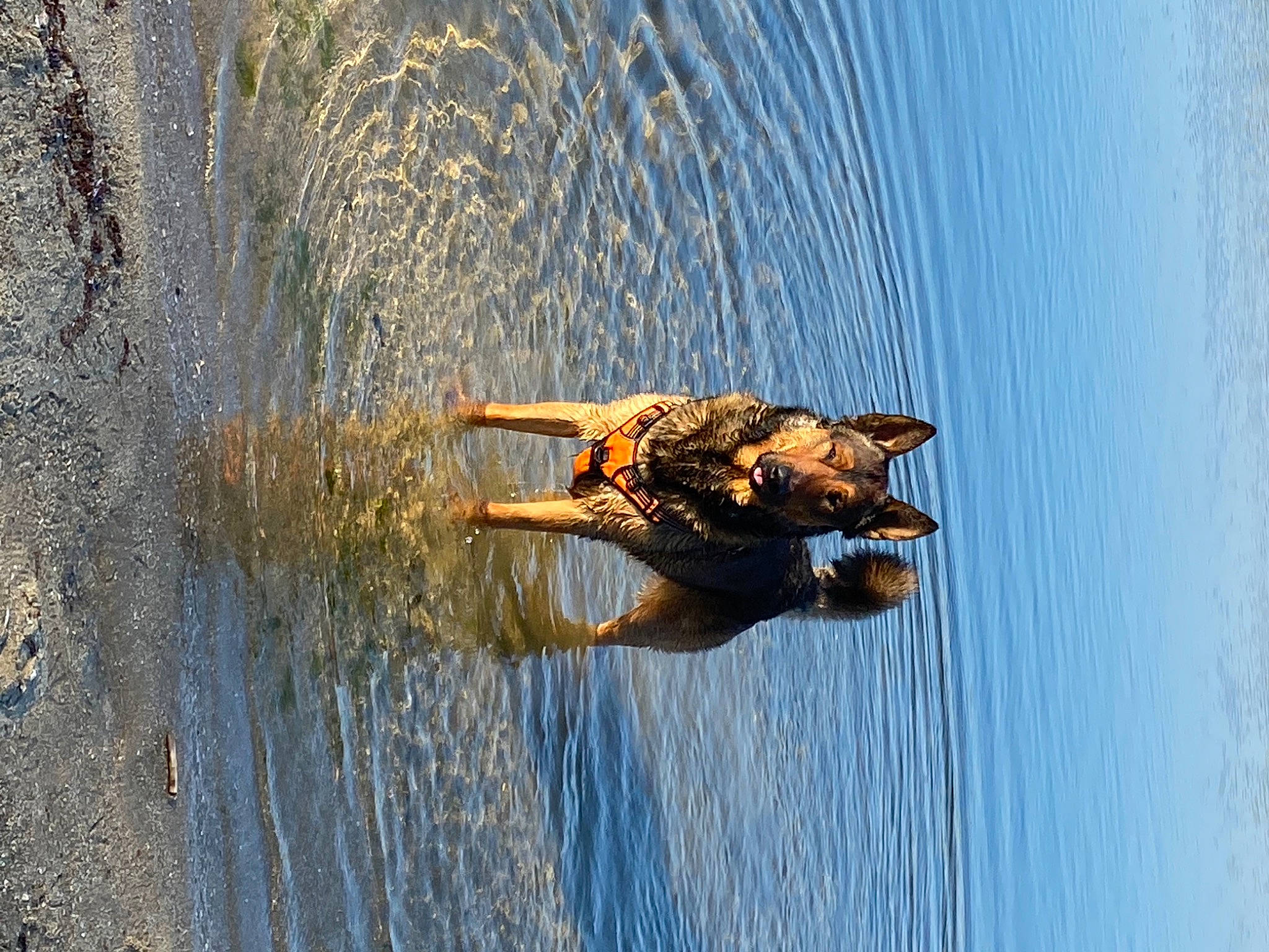 Panzer a rejoint le concours — aidez-le/la à gagner de superbes lots ! _geese_and_swans, beak, ducks, fluid, insect, lake, landscape, liquid, parasite, pest, pond, reflection, reservoir, sporting_group, water, water_bird, waterfowl, wetland, wildlife, wood