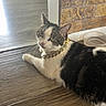 Zachary is registered to the contest to win money with this photo: cat, indoor, floor, wooden_floor, collar, gold_chain, pet, feline, looking, resting, brick_wall, curious, domestic_cat, animal, side_view, home, mammal, whiskers, ears, eyes