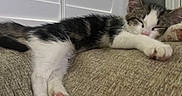 Zachary is registered to the contest to win money with this photo: kitten, cat, sleeping, resting, couch, furniture, indoor, pet, cozy, relaxation, paw, white, black, striped, animal, cute, lazy, domestic, window, shutter
