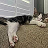 kitten, cat, sleeping, resting, couch, furniture, indoor, pet, cozy, relaxation, paw, white, black, striped, animal, cute, lazy, domestic, window, shutter