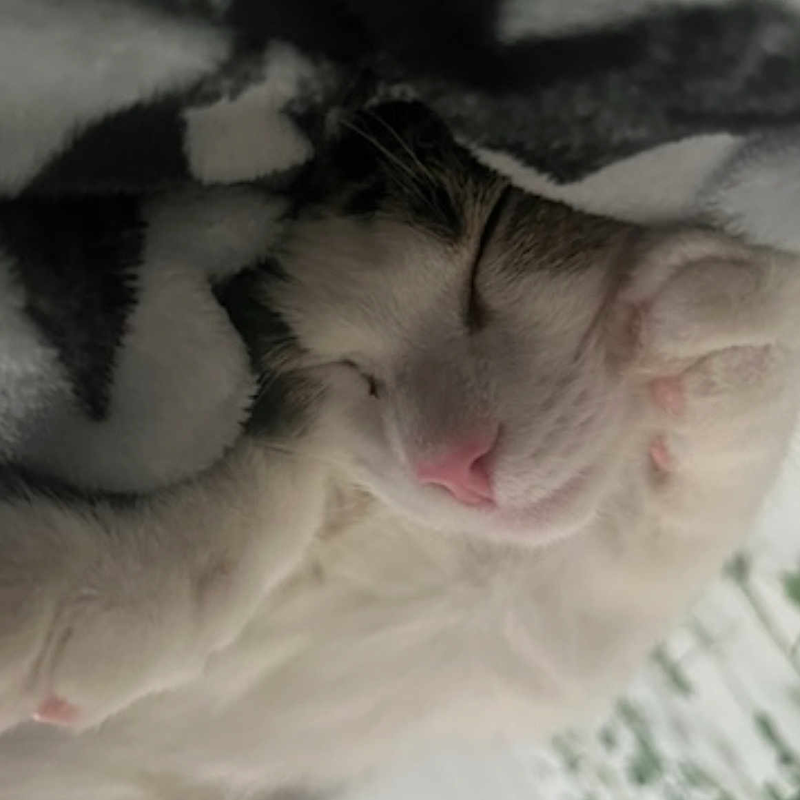 Zachary is registered to the contest to win money with this photo: cat, sleeping, cozy, blanket, pink_nose, paw, fur, cute, resting, indoor, closeup, relaxed, animal, pet, whiskers, soft, comfort, cute_animal, mammal, nap