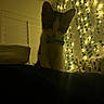 cat, collar, fairy_lights, ivy, indoor, dim_lighting, shadow, wall, decor, pet, animal, night, cozy, silhouette, feline, dark, bedroom, home, mystery, soft_light