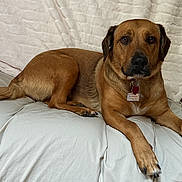 Petunia is registered to the contest to win money with this photo: dog, brown_dog, pet, indoor, bed, blanket, collar, tag, lying_down, fur, canine, animal, domestic_animal, paw, snout, ears, looking, resting, comfort, household
