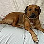 dog, brown_dog, pet, indoor, bed, blanket, collar, tag, lying_down, fur, canine, animal, domestic_animal, paw, snout, ears, looking, resting, comfort, household
