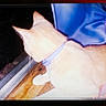 cat, cream_colored, blue_collar, window, night, wooden_surface, silky_fabric, blue_fabric, pink_object, cozy, indoor, pet, feline, looking_out, nostalgic, vintage_style, soft_lighting, reflection, home, relaxed