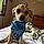 Buddy