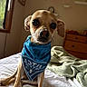 dog, canine, pet, small_dog, tan_fur, blue_bandana, collar, big_eyes, portrait, sitting, bed, bedroom, blanket, bedding, window, sunlight, indoor, dresser, home, cute