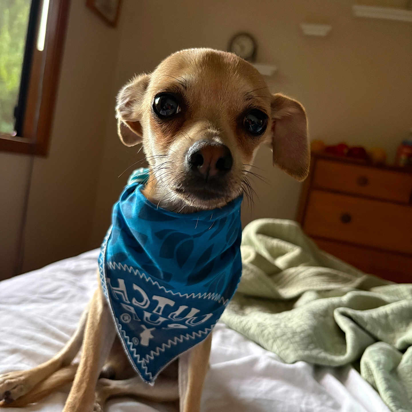 Buddy