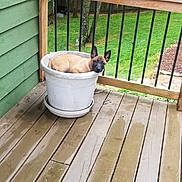 Nugget joined the competition — help win amazing prizes! animal, architecture, backyard, bathing, building, canine, chihuahua, deck, dog, house, housing, indoors, interiordesign, nature, outdoors, pet, porch, tub, wood, yard
