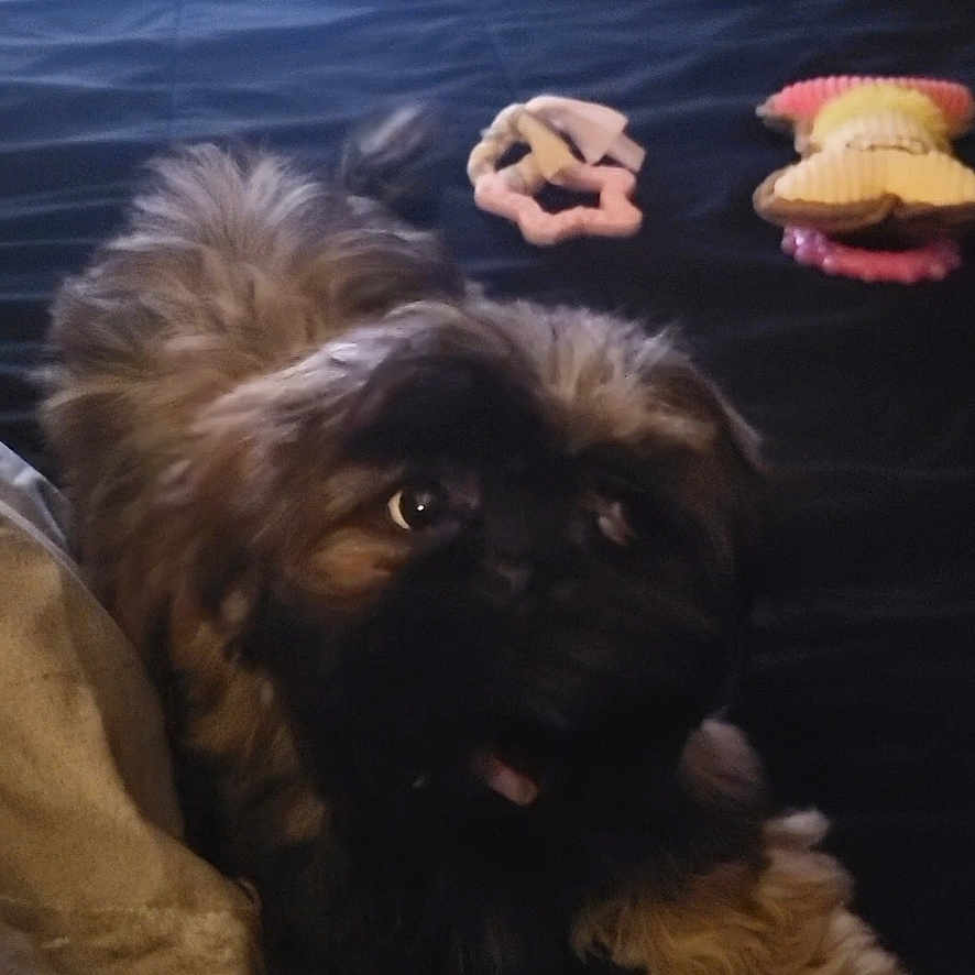 Cookie