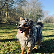 Scooby participe au concours pour gagner de l'argent avec cette photo : dog, australian_shepherd, outdoor, grass, sunlight, happy, tongue_out, fur, nature, trees, blue_sky, pet, canine, animal, mammal, standing, daylight, ears, tail, portrait