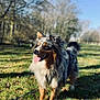 dog, australian_shepherd, outdoor, grass, sunlight, happy, tongue_out, fur, nature, trees, blue_sky, pet, canine, animal, mammal, standing, daylight, ears, tail, portrait
