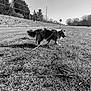 Scooby participe au concours pour gagner de l'argent avec cette photo : dog, leash, grass, field, outdoor, nature, trees, countryside, black_and_white, pet, canine, walking, daytime, sky, road, fur, animal, landscape, rural, happy
